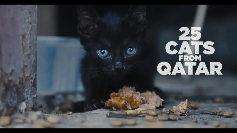 Відео до фільму 25 Cats from Qatar | 25 CATS FROM QATAR - FULL FRAME TRAILER HQ (2025)