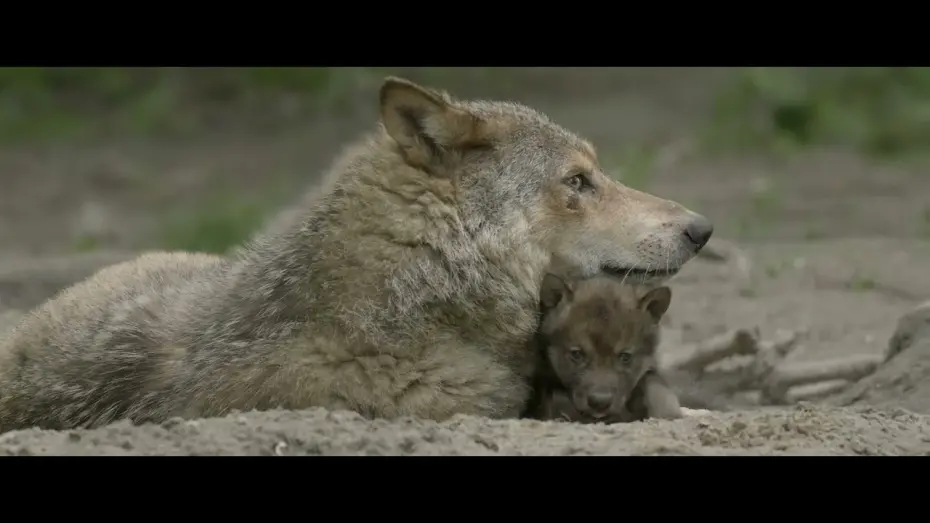 Відео до фільму Wolf: Wanderer Without Borders | WOLF,  vanaf 15 september 2022 in de bioscoop en filmtheaters