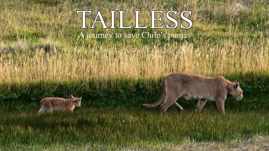 Відео до фільму Tailless | Tailless - Trailer