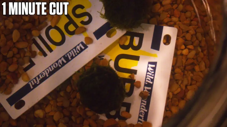 Відео до фільму The Freedom of Uselessness | The Freedom of Uselessness - One Minute Cut
