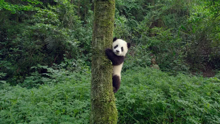 Відео до фільму Pandas | PANDAS - OFFICIAL TEASER [HD]