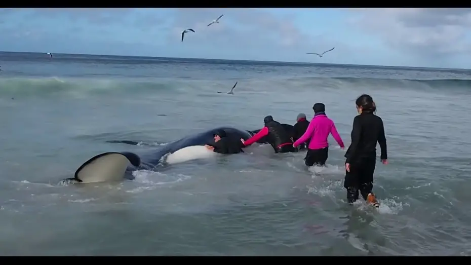 Відео до фільму Whale Wisdom | Rick Rosenthal - Whale Wisdom ( trailer )