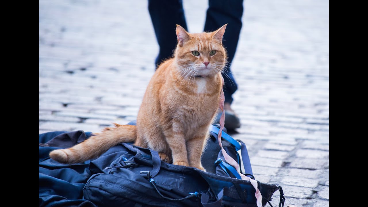 Відео до фільму Вуличний кіт на ім’я Боб | A Street Cat Named Bob - Official Trailer - At Cinemas November 4