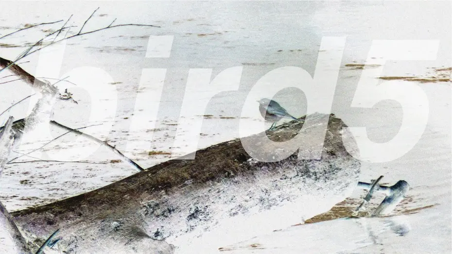 Відео до фільму bird5.mp4 | bird5.mp4