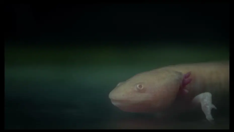 Відео до фільму Axolotl | Axolotl | Trailer