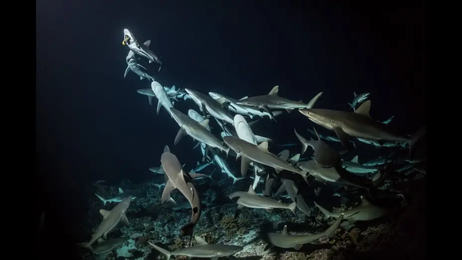 Відео до фільму 700 Sharks | 700 Sharks