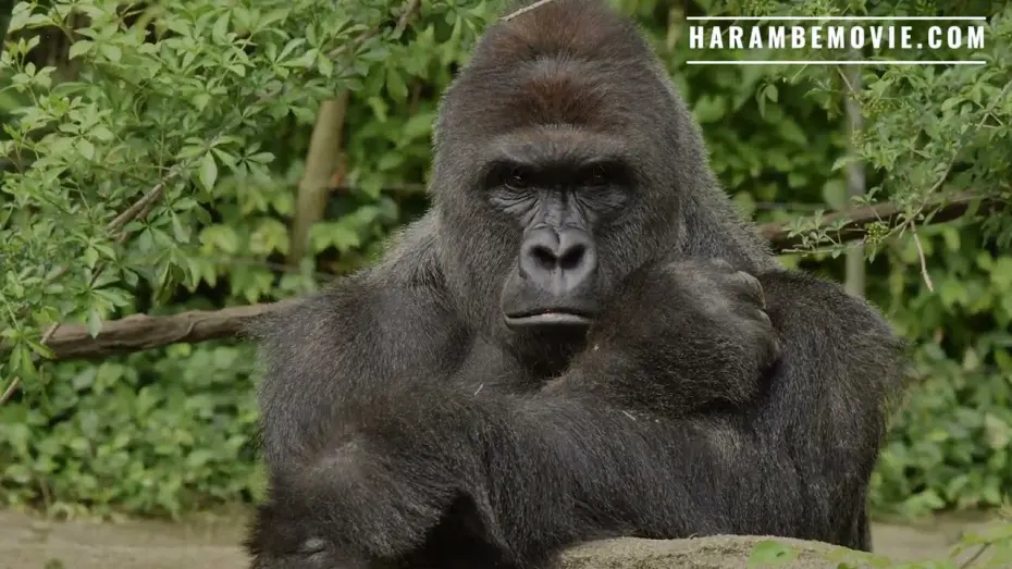 Відео до фільму Harambe | "Harambe" - Animal Rights Documentary - Movie World Premiere World Gorilla Day (Official Trailer)