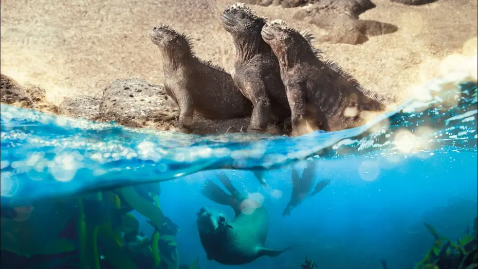 Відео до фільму Planet Earth: A Celebration | Planet Earth: A Celebration - a message from Sir David Attenborough | BBC Earth