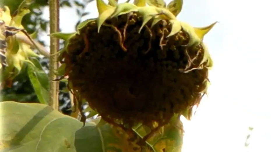 Відео до фільму UNSPOKEN | 말 두 없이 UNSPOKEN | 한국경쟁 Korean Competition | 17TH DMZ Docs Trailer