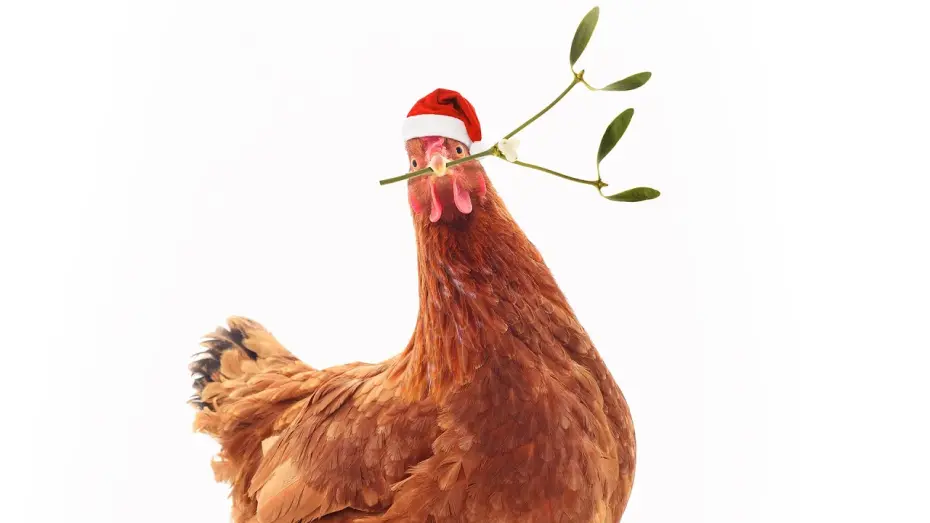 Відео до фільму Feather Christmas | Trailer