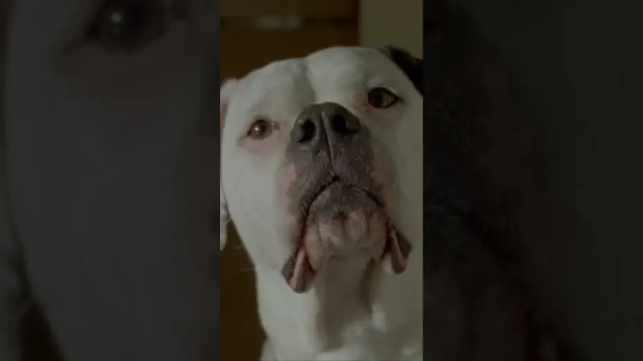 Відео до фільму Dragonfly | "Andrea Riseborough and Brenda Blethyn are at the top of their game" (Hollywood Reporter)