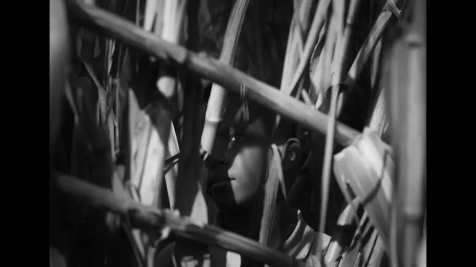 Відео до фільму The Last Harvest | A &Uacute;LTIMA COLHEITA de Nuno Boaventura Miranda (2025) &ndash; trailer