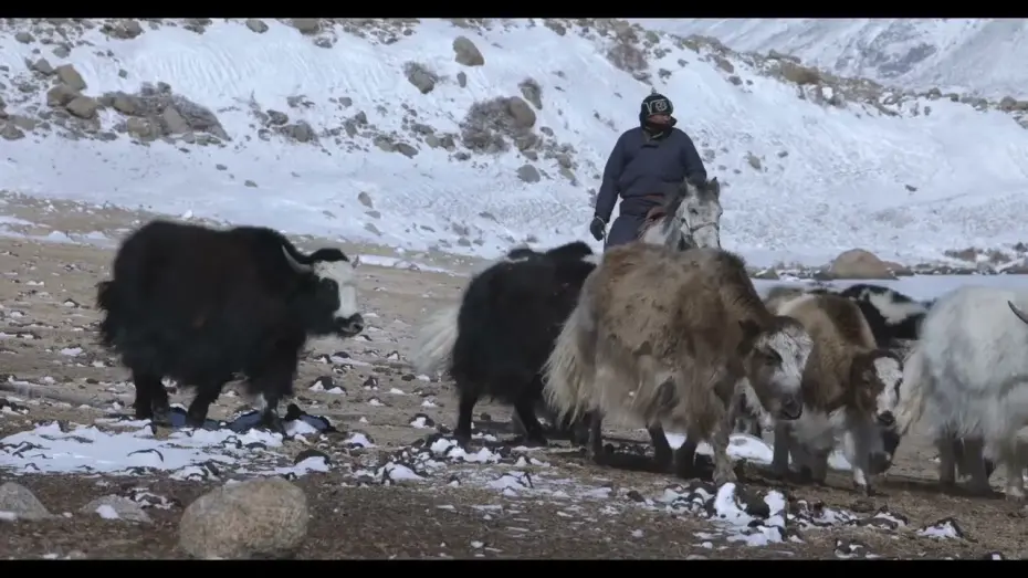 Відео до фільму Здесь выживут только сарлыки | «Здесь выживут только сарлыки»: трейлер фильма Светланы Стасенко  (2024)