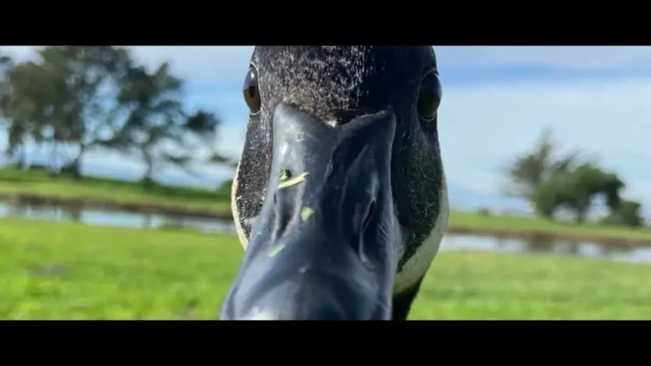 Відео до фільму Downstream | Downstream