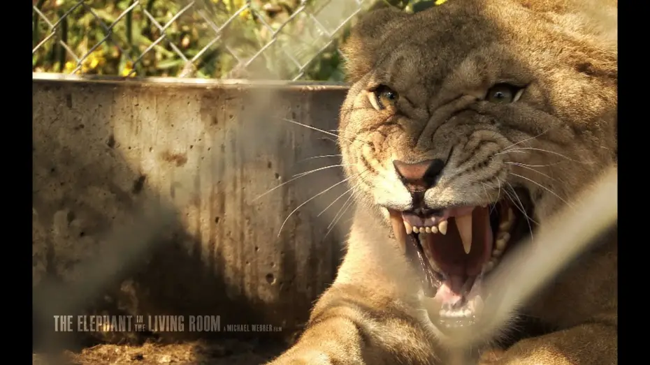 Відео до фільму The Elephant in the Living Room | The Elephant in the Living Room Trailer (Official)