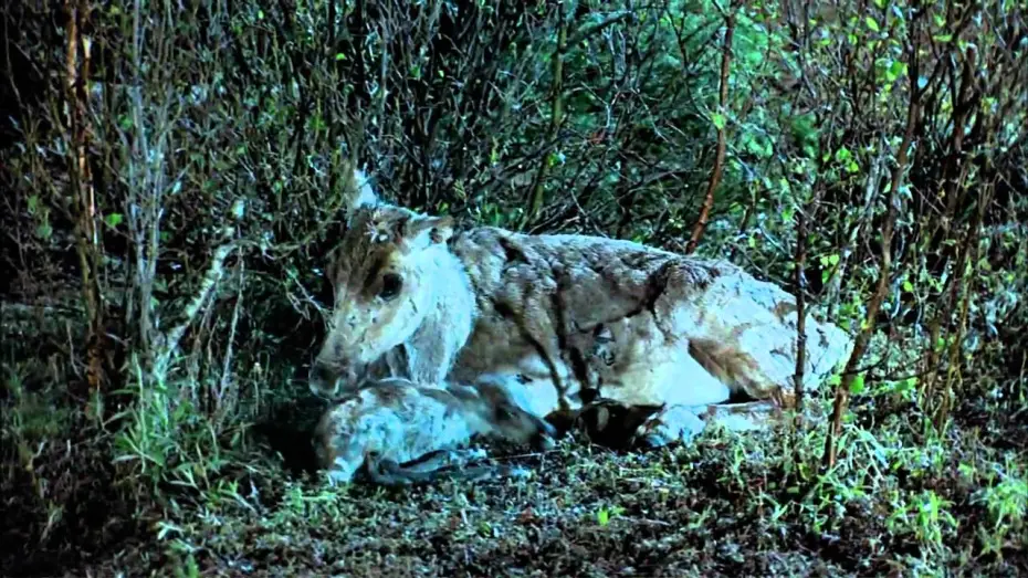 Відео до фільму Great North | Seen on IMAX - Great North - Life On The Limit (Trailer)