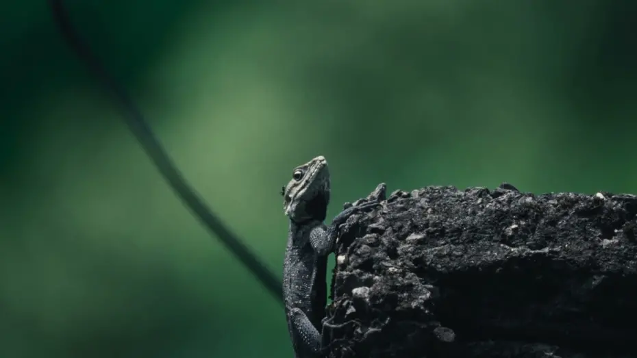 Відео до фільму Rains Don’t Make Us Happy Anymore | Trailer | Rains Don