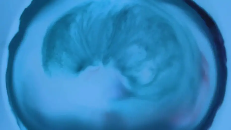 Відео до фільму Sensibilia | Sensibilia | Fragmentos Universitarios