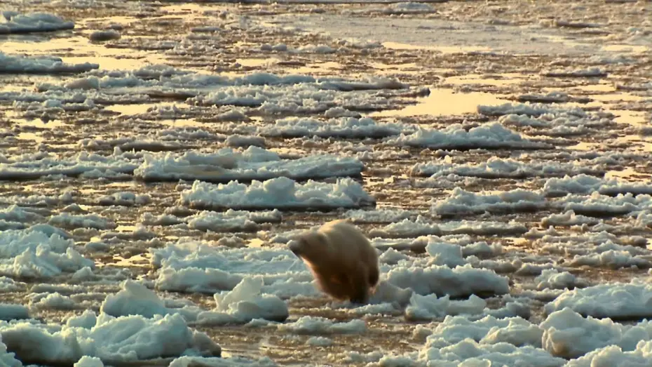 Відео до фільму Arctic Tale | Arctic Tale - Trailer