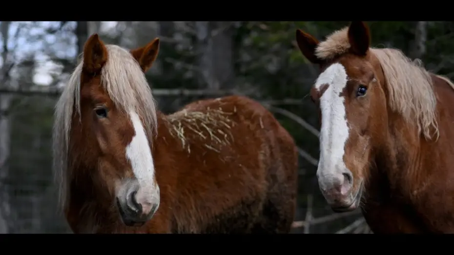 Відео до фільму December Horses | Behind The Scenes #1