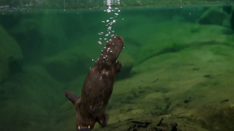 Відео до фільму David Attenborough