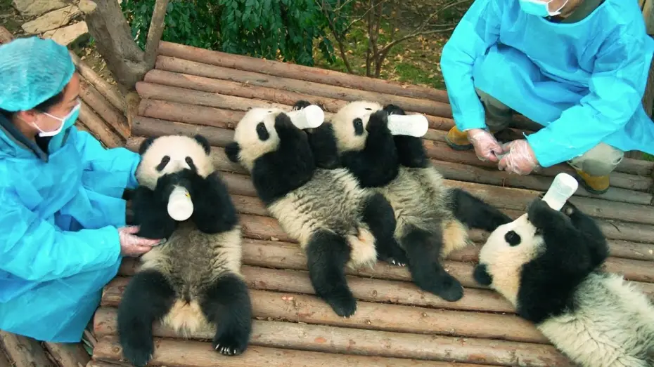 Відео до фільму Pandas | PANDAS - OFFICIAL TRAILER [HD]