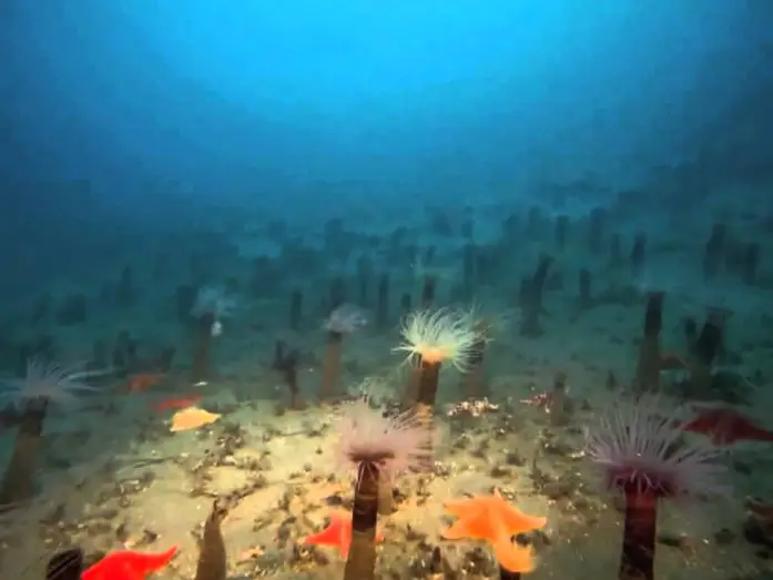 Відео до фільму Таємниці підводного світу | Deep Sea 3D (2006) [Trailer oficial]