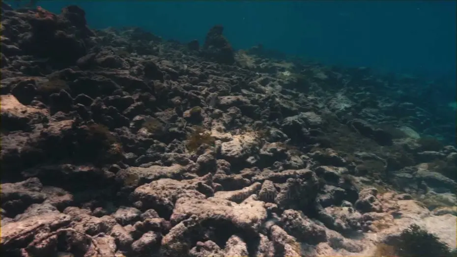 Відео до фільму The Last Reef: Cities Beneath the Sea | The Last Reef - Trailer