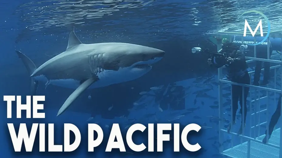 Відео до фільму The Wild Pacific | Wild Pacific | TRAILER [HD] | MagellanTV