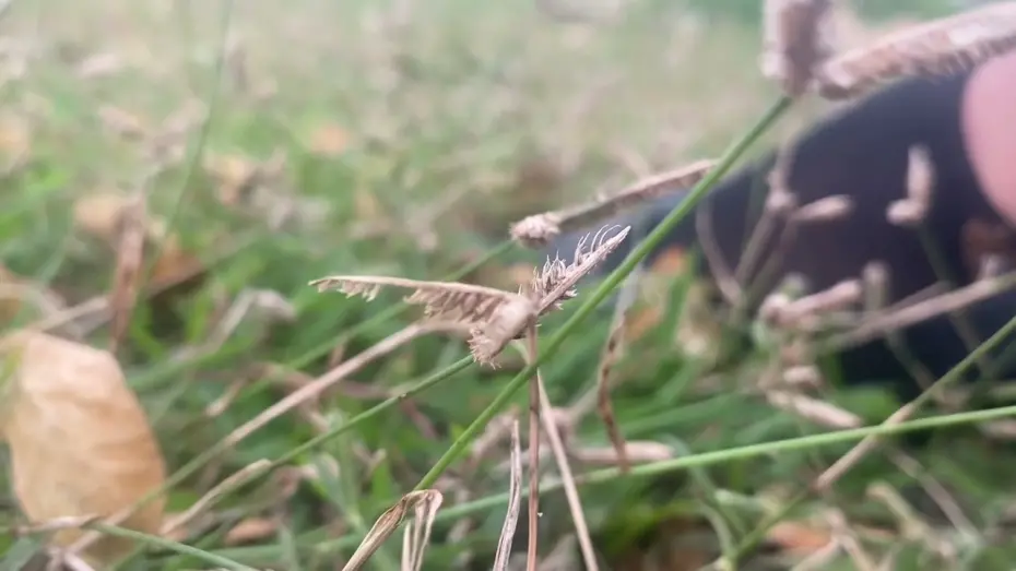 Відео до фільму sheep cult and after hours talking | sheep cult and after hours talking