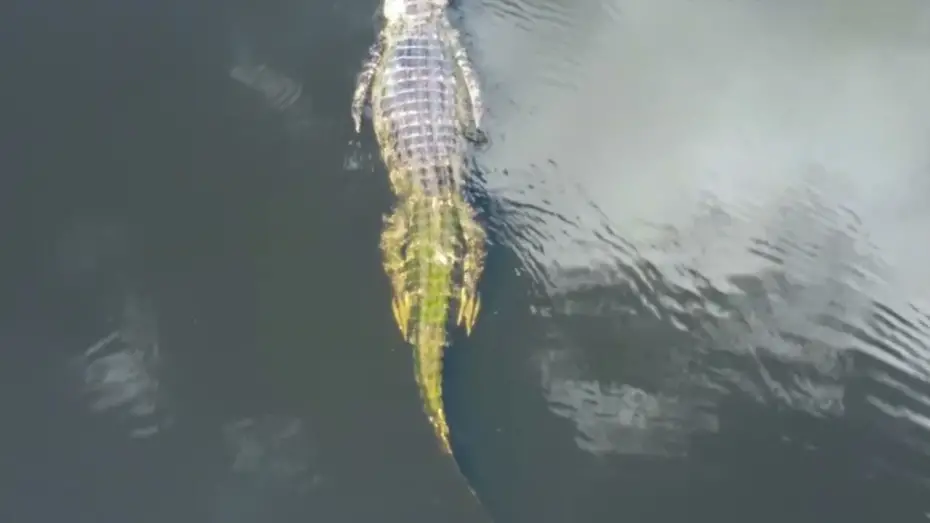 Відео до фільму River Beauty | River Beauty New Movie Trailer 2023