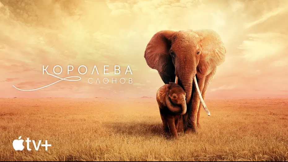 Відео до фільму Королева слонів | Официальный трейлер [Субтитры]