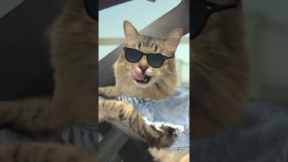 Відео до фільму Caught Stealing | Cat Chase