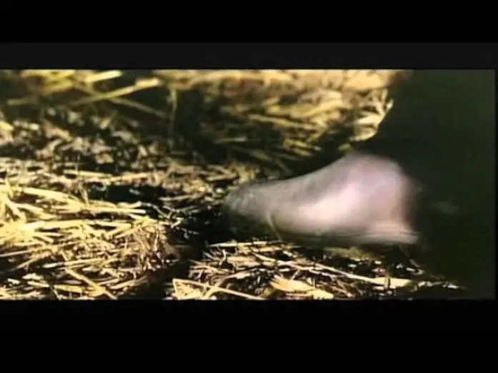 Відео до фільму Killer Caliber .32 | Killer Calibre 32 (1967) Trailer