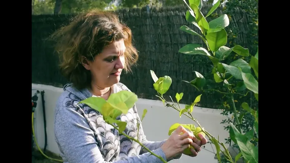 Відео до фільму Cueillette du citron | Cueillette du citron (Guillermo Amengual Jaume, 2024)