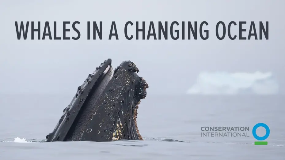 Відео до фільму Whales in a Changing Ocean | Whales in a Changing Ocean - trailer