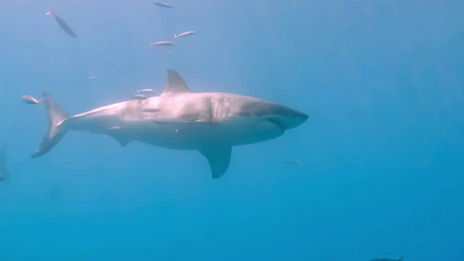 Відео до фільму Sharks: Monster of the Media | Sharks: Monster of the Media