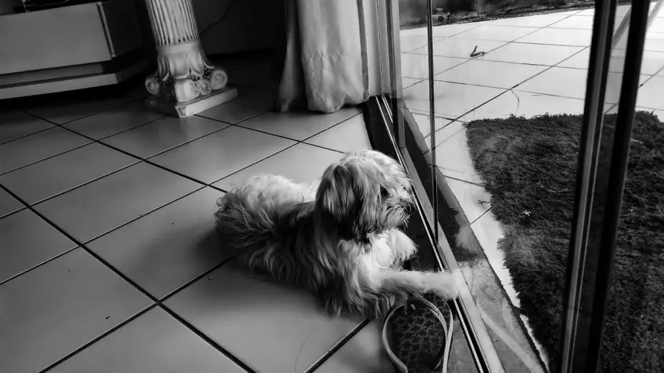 Відео до фільму A Dog