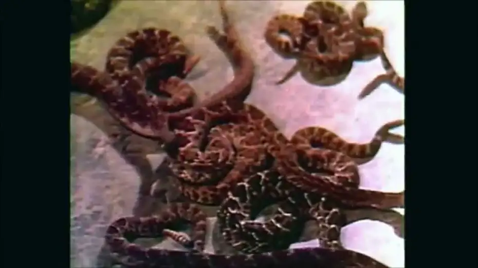 Відео до фільму Rattlers | Rattlers (1976) - Trailer