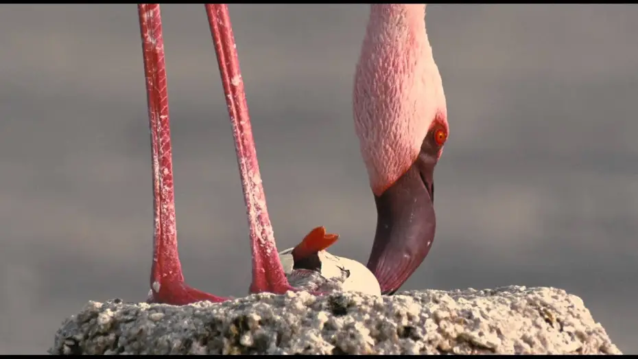 Відео до фільму The Crimson Wing: Mystery of the Flamingos | Пурпурное крыло - Трейлер