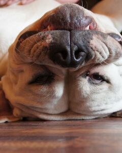 Фанта Фейритейл