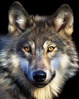 Yevgen Wolf