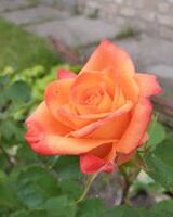 Адвокат Рябцева Ярослава