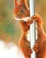 Валерчик Чакред