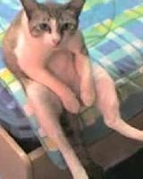 Александр Костиков