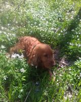 Татьяна Романенко