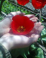 Николай Лупащенко