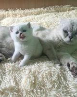 Татьяна Сейилова