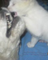 оксана третяк