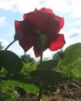 Селена Наимова